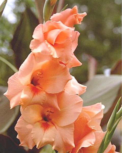 Gladiolus Peter Pears